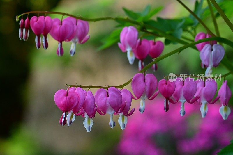 Lamprocapnos spectabilis /流血的心/七弦琴花